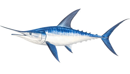 Fototapeta premium A detailed illustration of a marlin fish its sleek body. sharp bill. and blue coloration. swimming gracefully in a clear ocean environment with sunlight filtering through the water