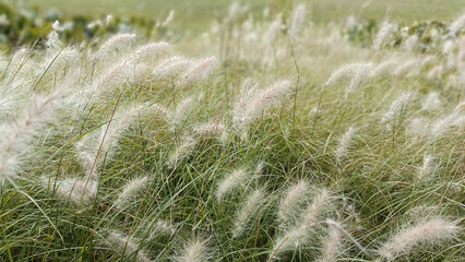 Wild grass field with fluffy seed heads swaying in the wind