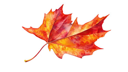 Obraz premium A autumn maple leaf brilliant shades of red. orange. and yellow. resting against a clean white background. perfect for seasonal decor or nature-themed projects