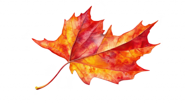 A autumn maple leaf brilliant shades of red. orange. and yellow. resting against a clean white background. perfect for seasonal decor or nature-themed projects
