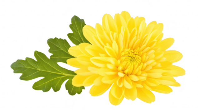 A yellow chrysanthemum flower with lush green leaves. beautifully arranged against a white background. ideal for floral-themed designs. nature illustrations. or decorative purposes