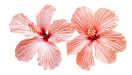 Two pink hibiscus flowers with intricate petals and yellow stamen. set against a clean white background. ideal for floral design or nature-themed projects