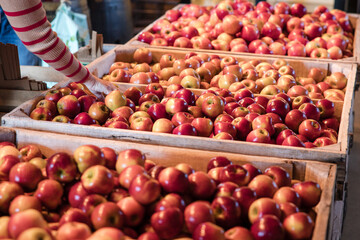 Fresh Apple Picking