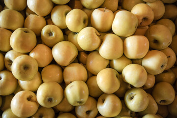 Fresh Harvest
