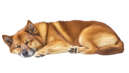 A peaceful. sleeping dog curled up on a soft surface. its fluffy fur and relaxed expression. creating a serene atmosphere suitable for pet-related content or relaxation themes