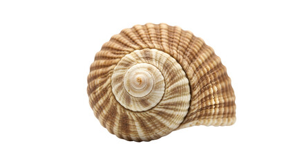 Obraz premium Seashell isolated on transparent background, a natural wonder of the ocean, showcasing intricate patterns and textures, a symbol of marine life and coastal beauty