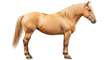 Fototapeta premium A beautiful golden horse standing majestically against a white background. its muscular build and flowing mane. ideal for equestrian-themed projects and animal photography