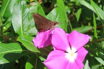Banded Swift Butterfly (Pelopidas agna) on pink periwinkle flower in Florida nature, closeup