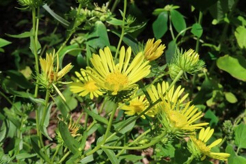 Curlycup Gumweed (Grindelia squarrosa) flower in Florida nature