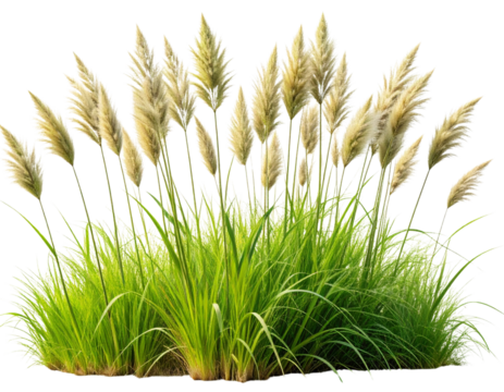 A patch of tall, untamed grass with delicate seed heads and vibrant green stems 