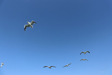 birds flying in the sky
