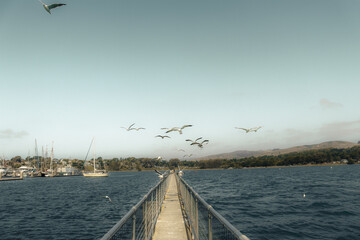 seagulls on a bridge and flying with trees and mountains in the distance