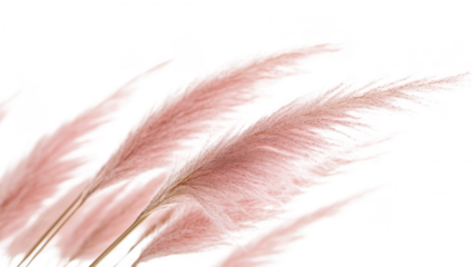 Delicate pink pampas grass swaying gently in a soft breeze against a bright white background. creating a serene and elegant atmosphere. ideal for home decor or nature-themed projects