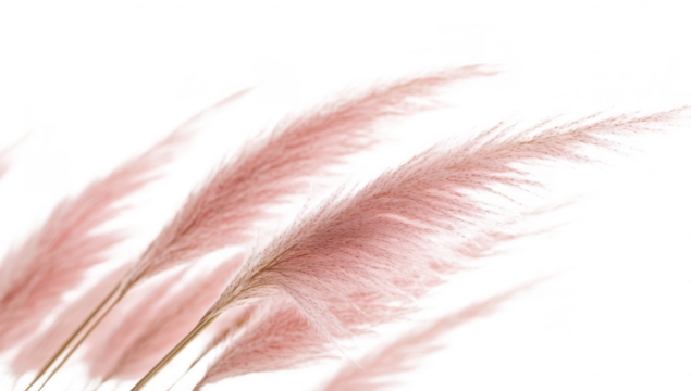 Delicate pink pampas grass swaying gently in a soft breeze against a bright white background. creating a serene and elegant atmosphere. ideal for home decor or nature-themed projects