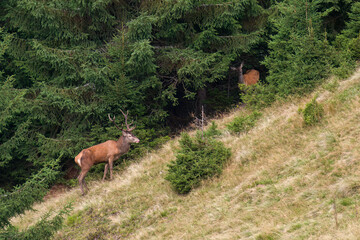 deer rut on a mountain meadow at a sunny autumn day