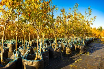 a pear seedling in a plant nursery. planting a pear tree. planting a fruit tree. many pear trees