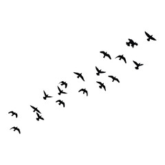 Flock of birds flying migratory pattern silhouette artistic element for designs silhouette