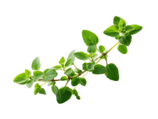 Fresh oregano herb sprig isolated on transparent background