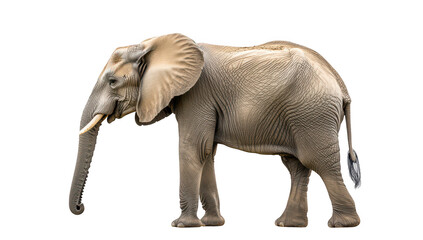 Obraz premium A majestic elephant standing gracefully against a plain white background. its large ears and trunk. symbolizing wildlife conservation and natural beauty