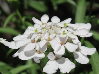 Zbliżenie na kwiaty rośliny candytuft © Kumulugma