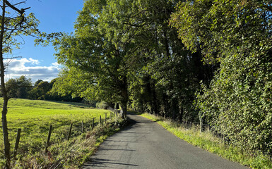 “Cocking Lane winds through lush green fields and dense woodland. Sunlight filters through the canopy, casting dappled shadows along the path and evoking a tranquil scene near Ilkley, Yorkshire.”