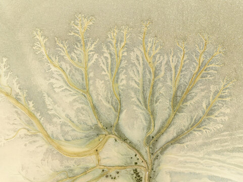 Aerial view of dendritic patterns of sand and water create a surreal landscape, the intricate branching formations resembling delicate veins, Barbate marshes, C&Atilde;&iexcl;diz province, Andalusia, Spain.