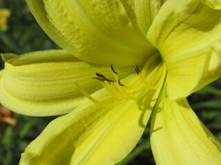 Zbliżenie na kwiat liliowca