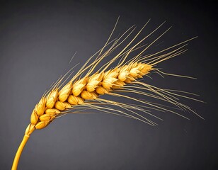 Golden wheat ear against dark background