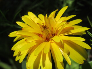 Zbliżenie na kwiat rośliny z gatunku calendula officinalis © Kumulugma
