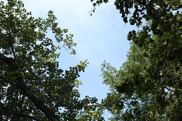 Beautiful trees with green leaves growing under light blue sky, low angle view
