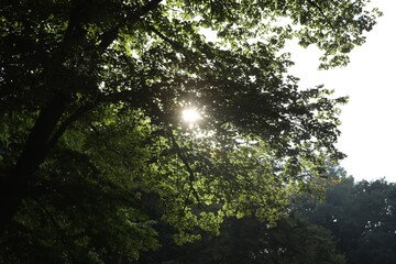 Sun shining through tree branches with green leaves outdoors