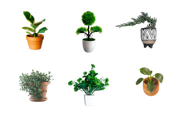 Collection of six potted plants isolated on transparent background