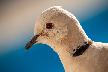 Intimate Close-Up Portrait of a Calm Dove with Striking Red Eyes Against a Bright Blue Sky