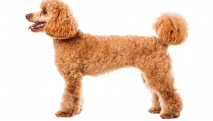 A cheerful. fluffy poodle stands in profile against a white background. its vibrant. curly coat and playful demeanor. ideal for pet-related content or advertisements
