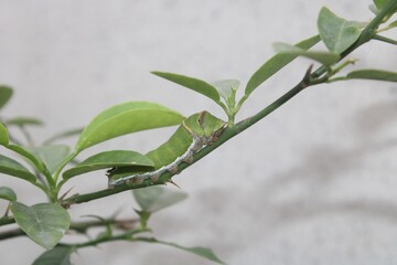 Green Caterpillar on Leafy Plant Stem – Macro Insect Photography in Natural Setting