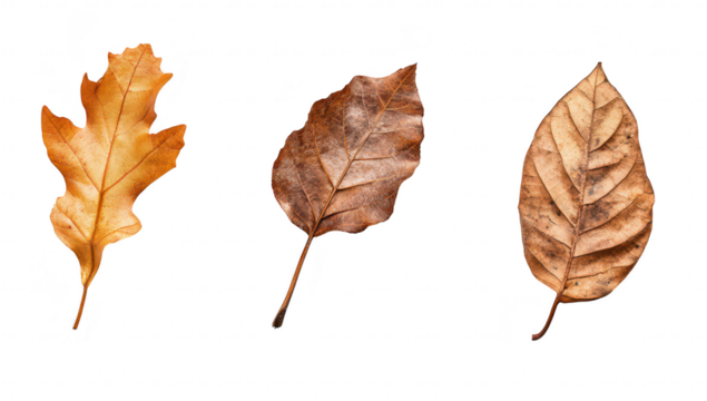 A close-up view of three different types of dried autumn leaves their unique shapes and textures against a clean white background. ideal for nature-themed projects or educational materials