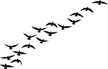 Bird flight sequence in silhouette, diagonal motion study, black and white avian illustration, dynamic wing movement, minimalist wildlife concept art