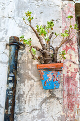 Potted Jade plant on old chipped wall