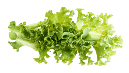 Fresh and green lettuce leaves arranged artistically on a clean white background. perfect for culinary presentations. healthy eating concepts. or food-related content