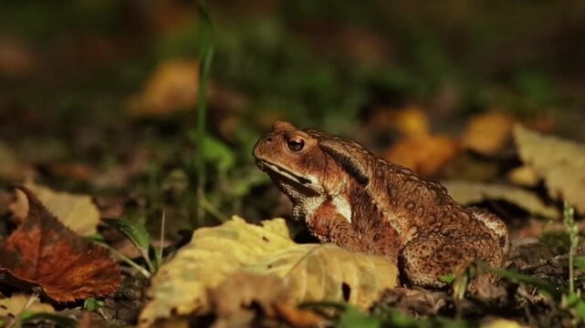 ガマガエル Images – Browse 123 Stock Photos, Vectors, and Video