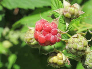 Zbliżenie na owoce maliny