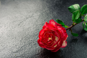 Beautiful red and white rose on a dark surface showcasing its vibrant colors and delicate petals
