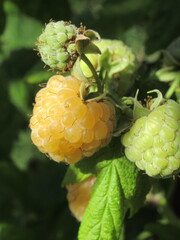 Zbliżenie na owoce maliny