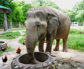 Thai elephants and chickens at the zoo.