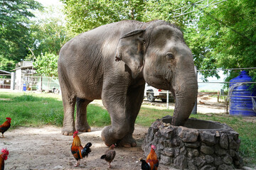 Thai elephants and chickens at the zoo.