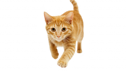 A playful orange tabby cat confidently walks towards the camera on a clean white background. its fur and curious expression. perfect for pet-related content