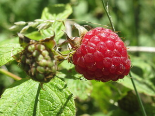 Zbliżenie na owoce maliny