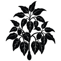 pepper plant with rich dark green foliage