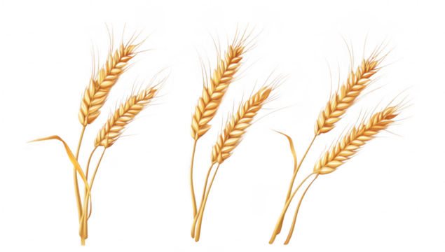 A close-up view of golden wheat stalks arranged artistically on a clean white background. symbolizing agriculture and harvest. ideal for use in food-related publications or marketing materials
