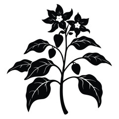 pepper plant with white flowers blooming